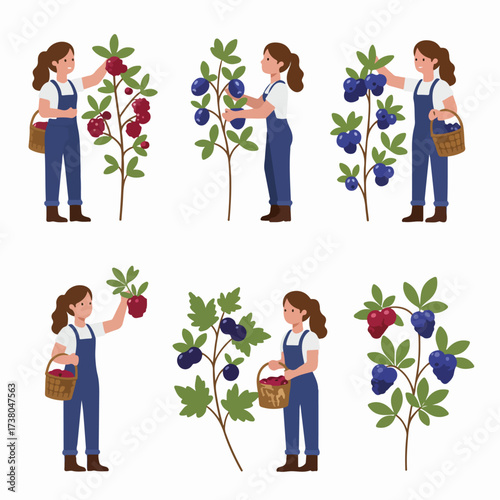 Illustrations of women farmers hand-picking fresh blueberries and red berries into baskets, showcasing modern agriculture and fruit harvesting.