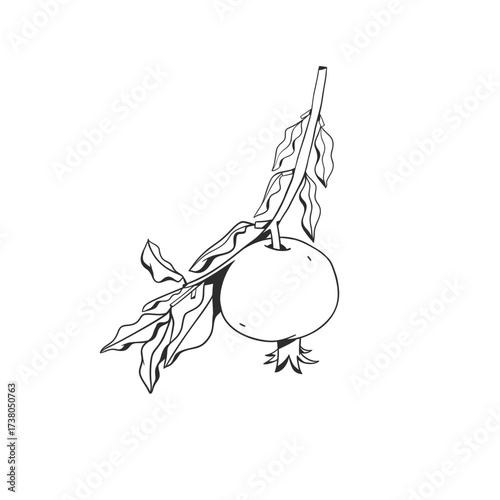 Hand drawn abstract vector graphic illustration collection with stylized pomegranate branch fruit in cartoon drawing style.Trendy modern juicy fruit design concept.Vector line fruit symbol icon.