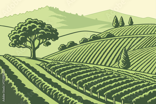 Napa Valley Vineyard Fields in California, orderly rows of grapevines covering rolling hillsides