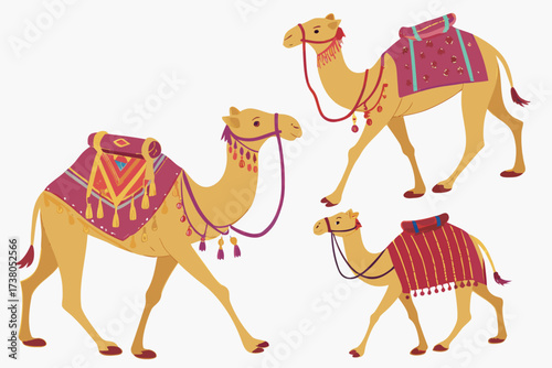 Three colorful camels with decorative saddles on white background