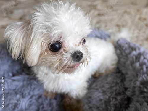 Portrait of cute little Maltese dog 