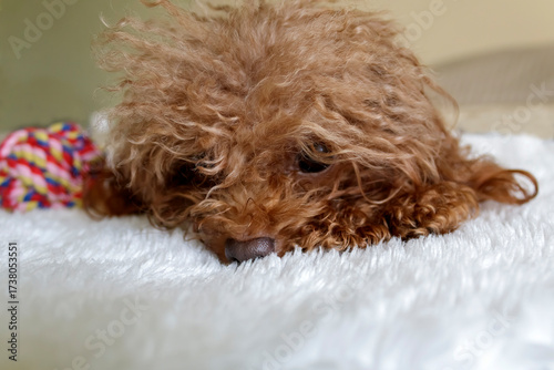 Close-up of fluffy poodle dog head on soft blanket