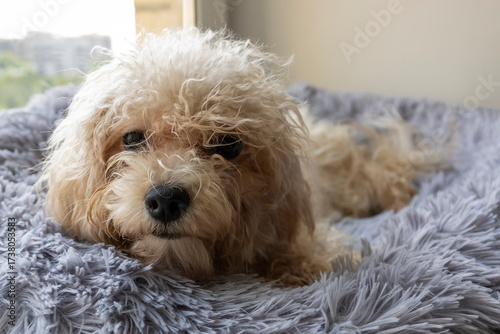 Sad dog lying on bed looking at camera
