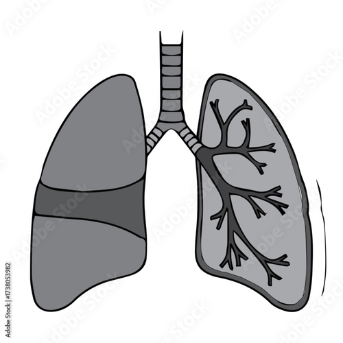 Human Lungs Illustration