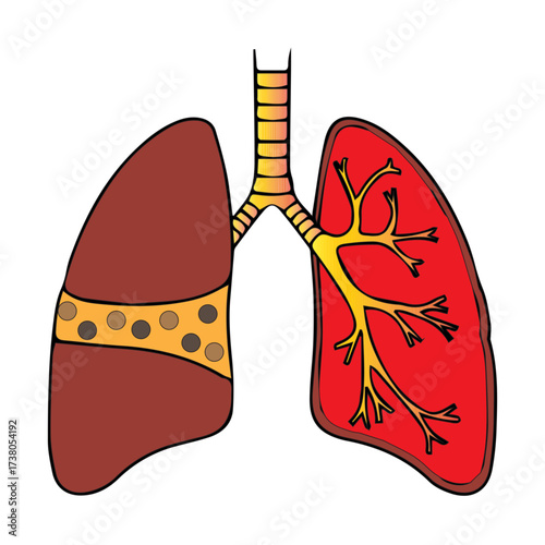 Human Lungs Illustration
