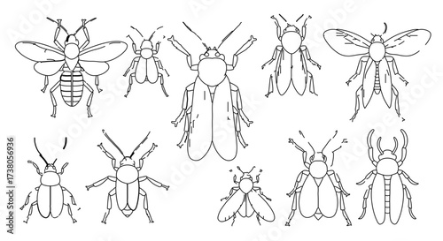 Collection of various insect species in line art, showcasing entomological diversity