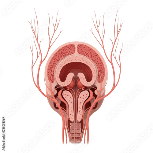Detailed Anatomical Diagram: Microscopic Olfactory Bulb & Nerve Pathways