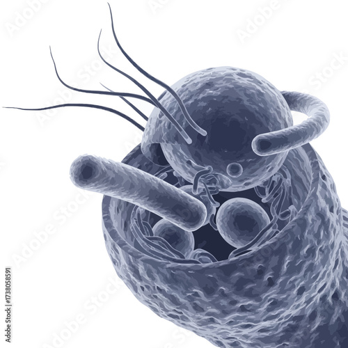 Cellular Art: Macrophage Engulfing Bacteria for Immunology Study