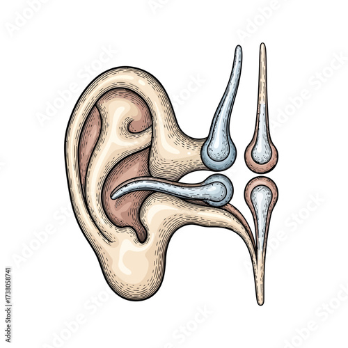 Inner Ear Ossicles: Delicate Bone Formation in Etched Relief Style