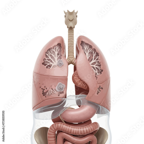 Comprehensive 3D Render of Human Respiratory System and Gas Exchange (2)