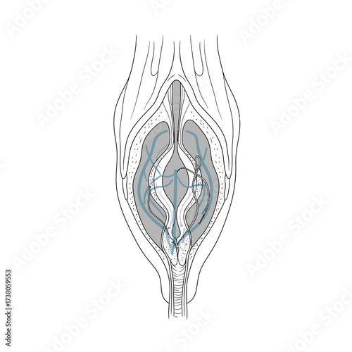 Conceptual Line Art: Vocal Cord Vibration and Phonation Process