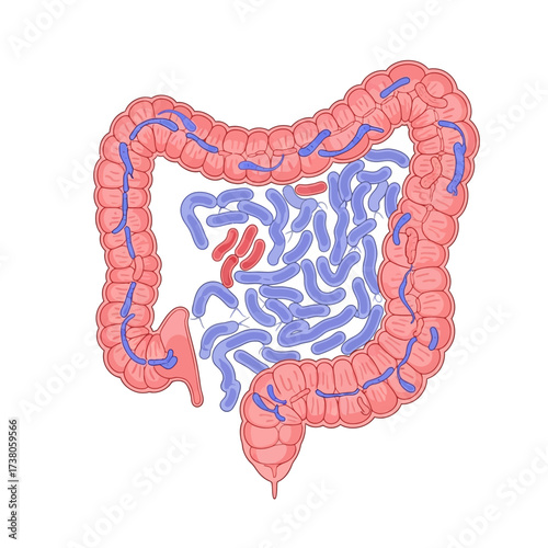 Clean Vector Diagram of Human Gut Microbiome and Bacterial Interaction