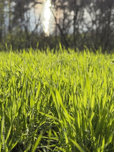 Green grass. Photo of beautiful green grass.