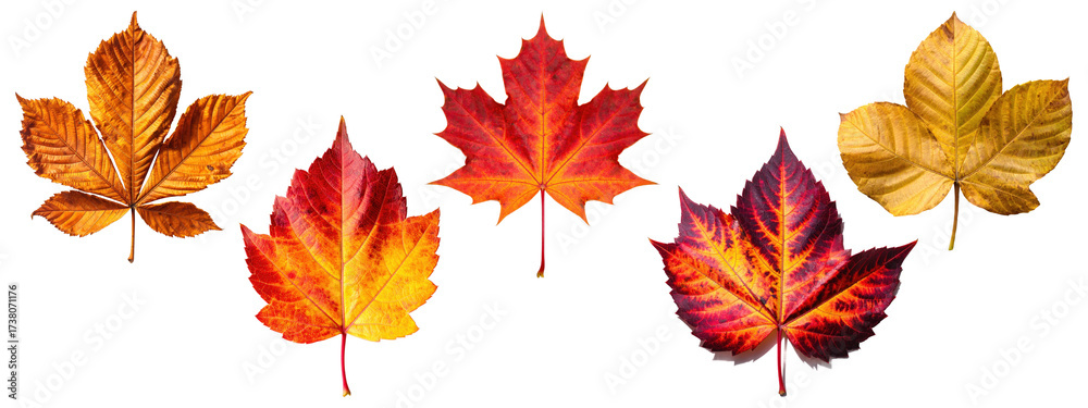 Obraz premium Collection of colorful autumn leaves, including a maple leaf