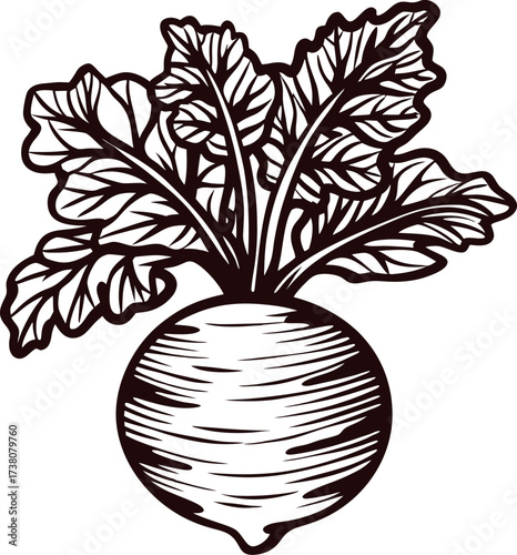Hand drawn illustration of turnip root vegetable with leafy greens, vintage engraved ink sketch
