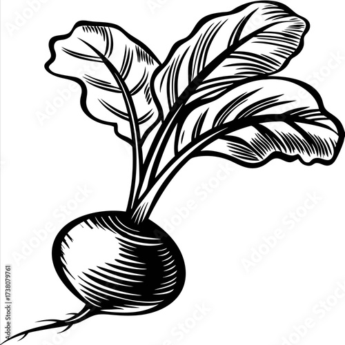 Hand drawn turnip vegetable with detailed leaves vintage black ink engraved illustration isolated on white background