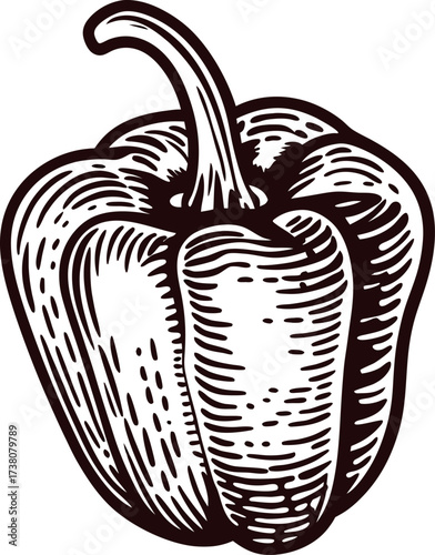 Hand drawn bell pepper illustration in vintage engraving isolated on white background