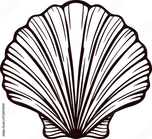 Hand drawn scallop seashell illustration isolated on white vintage engraved marine clam shell design in black ink