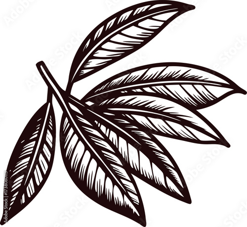 Hand drawn sketch of a tropical leaf branch with detailed linework and natural botanical design