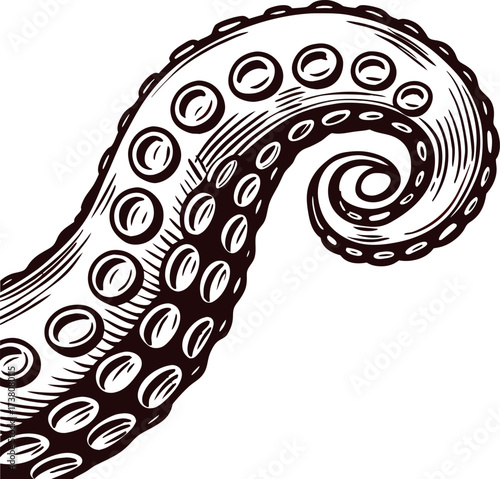 Hand drawn vintage octopus tentacle with detailed suction cups in black and white engraved illustration