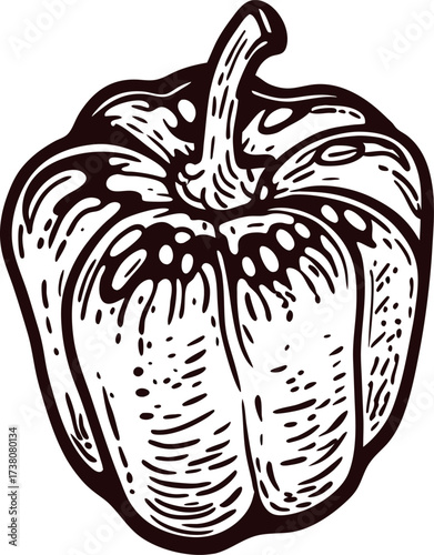 Hand drawn bell pepper illustration isolated on white background, vintage engraved sketch vegetable design
