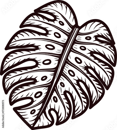 Hand drawn monstera leaf isolated on white background, botanical sketch illustration with intricate vein details