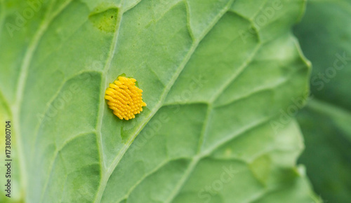 Wallpaper Mural Yellow larvae on cabbage leaf of caterpillar or white butterfly pests, close-up Torontodigital.ca