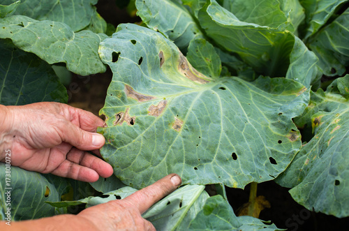 Wallpaper Mural Holes in cabbage leaves after parasites of butterflies and caterpillars, close-up, background. Farmer's hands Torontodigital.ca