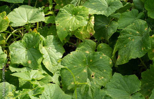 Wallpaper Mural sunburn on borage foliage, pest holes and nutrient deficiencies. Cucumber disease, close-up Torontodigital.ca