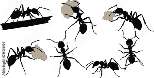 Silhouettes of ants carrying food, working insects vector illustration, ant colony teamwork concept, insect behavior, pest control, nature wildlife, entomology design