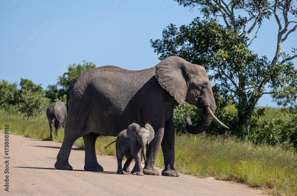 Fototapeta premium African elephant - Loxodonta africana