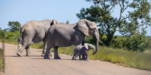 African elephant - Loxodonta africana