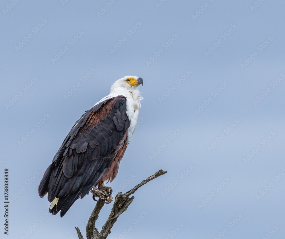 Obraz premium African fish eagle - Icthyophaga vocifer