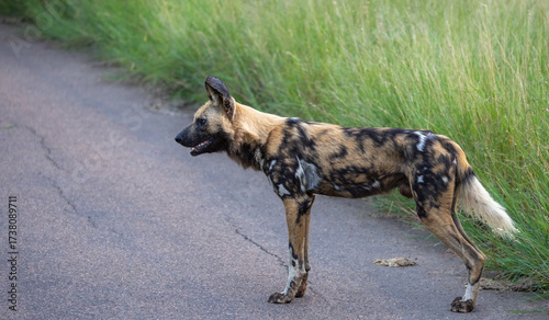 African wild dog - Lycaon pictus