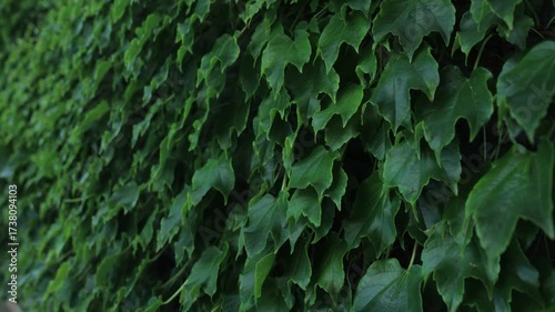 Lush green ivy twining around the wall.