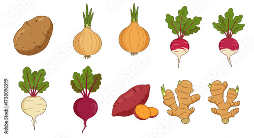 Cartoon illustrations of root vegetables including potato onion radish beet sweet potato and ginger