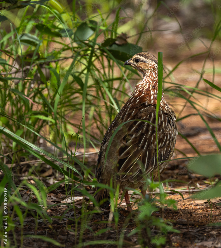 Fototapeta premium Crested francolin - Ortygornis sephaena