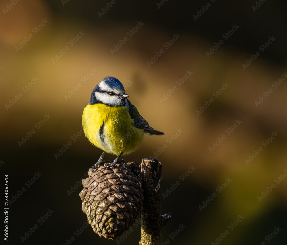 Obraz premium Eurasian bluetit - Cyanistes caeruleus