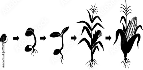 Life cycle of corn (maize) plant silhouette, Cycle of growth of corn black silhouette, Corn life cycle silhouette, Corn seed growing silhouette, Process of growing corn in agriculture