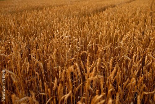 a field with a ripe crop. A field of golden wheat. cereals