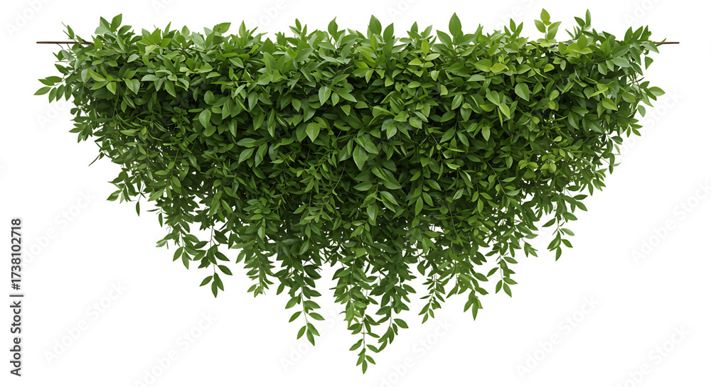 Obraz premium Lush green wisteria vine cascading down, creating a natural and elegant display isolated on transparent background perfect for adding a touch of nature