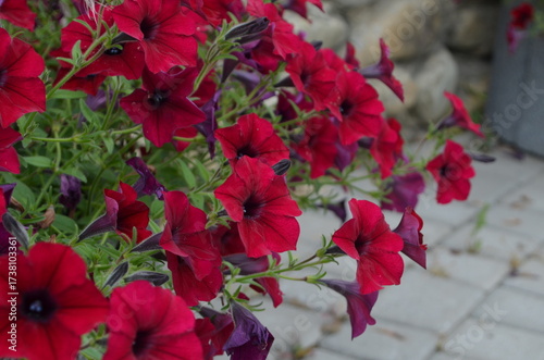 Red Petunia Flowers Bloom in the Garden