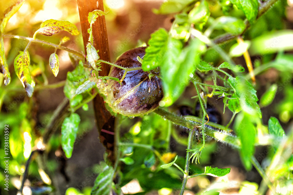custom made wallpaper toronto digitalBlack tomato fruits on green bushes. Tomato variety, close-up
