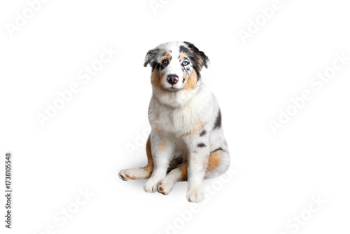 Aussie Australian Shepherd dog in blue marble color and different eye color sits isolated on transparent or white background
