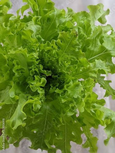 green lettuce leaves on white background for salad