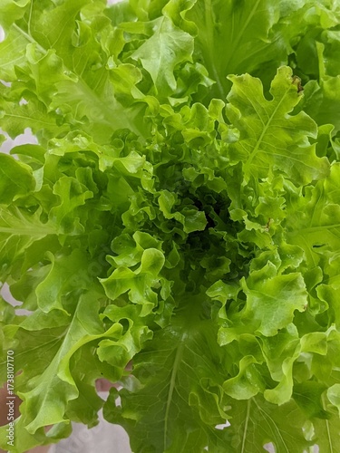 green lettuce leaves on white background for salad