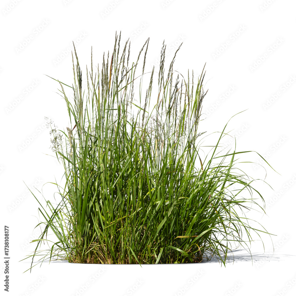 Obraz premium Ornamental wild grass from the reed grass family isolated on white and transparent background