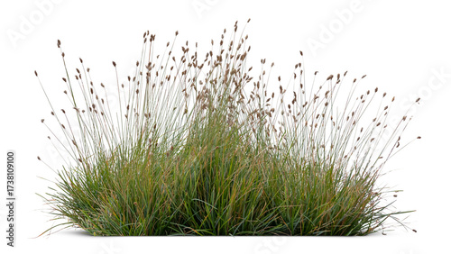Ornamental grass from the moor grass family blooming isolated on white and transparent background © Martin