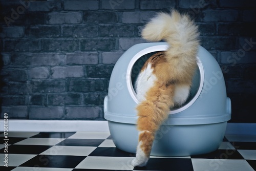 Funny longhair cat step inside a self cleaning litter box. Horizontal image with copy space..	