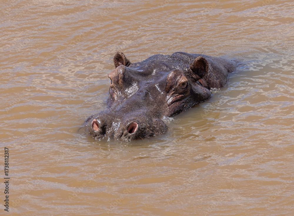 Fototapeta premium Hippopotamus - Hippopotamus amphibius